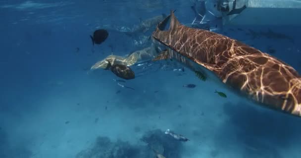 Žraloci Pod Vodou Tropickém Modrém Moři Škola Ryb Žraloků Modrém — Stock video