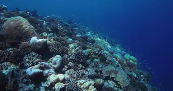 Υποβρύχια Ωκεανός Κοραλλιογενή Ύφαλο Και Σχολή Ψαριών Snorkeling Στην Τροπική — Αρχείο Βίντεο