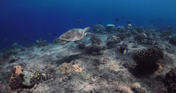 Θαλάσσια Χελώνα Γλιστρά Στον Κοραλλιογενή Ύφαλο Στον Τροπικό Γαλάζιο Ωκεανό — Αρχείο Βίντεο