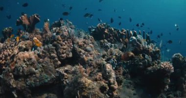 Açık mavi okyanusta yaşayan mercanlar ve tropikal balıklar sürüsü. Yüksek kalite 4k görüntü