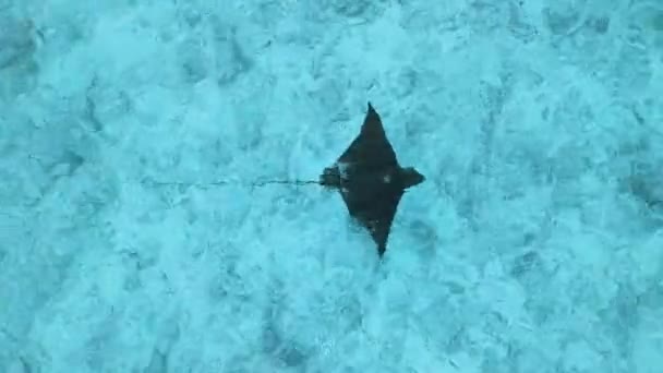 Pesci Grigi Manta Ray Nuota Nell Oceano Blu Trasparente Nei — Video Stock