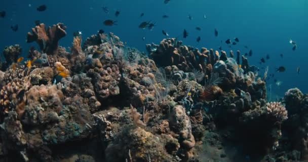 Corales Vivos Escuela Peces Tropicales Bajo Agua Océano Azul Claro — Vídeo de stock