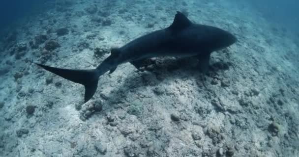 Nagy Tigriscápa Úszik Kék Óceánban Tigriscápákkal Búvárkodni Maldív Szigeteken Kiváló — Stock videók