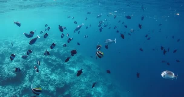 Coloridos Peces Tropicales Océano Azul Transparente Movimiento Lento Bajo Agua — Vídeo de stock