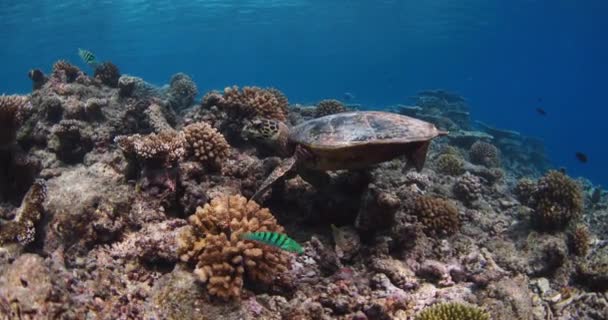 Havssköldpaddor Som Kopplar Levande Korallrev Tropiska Havet Sköldpaddan Simmar Vattnet — Stockvideo