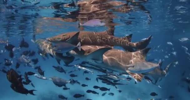 Plongée Apnée Avec Des Poissons Tropicaux Des Requins Nourrices Mer — Video
