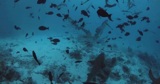 Πολλά Τροπικά Ψάρια Και Καρχαρίες Βαθιά Θάλασσα Σχολείο Ψαριών Και — Αρχείο Βίντεο