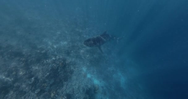 Tubarão Nada Num Oceano Azul Claro Freediving Com Tubarões Tigre — Vídeo de Stock