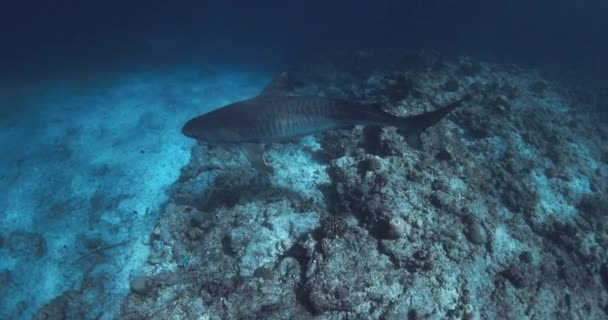 Tiger Shark Galeocerdo Cuvier Κολύμπι Μπλε Ωκεανό Καρχαρίας Τίγρης Παρακολουθεί — Αρχείο Βίντεο