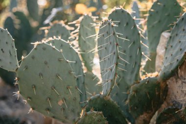 Bahçesinde güneş ışığı olan dikenli armut kaktüsü.