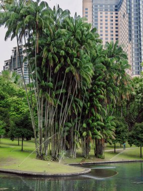 Şehir bahçesinde palmiye ağaçları ve gölet.