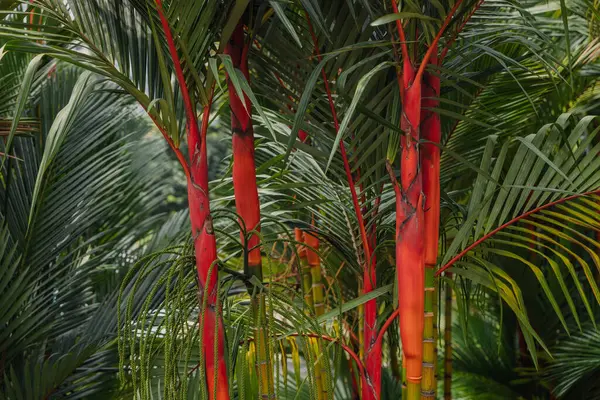 Red palm background. Lipstick palm or Cyrtostachys renda with bright trunk in arboretum