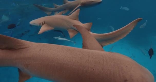 青い海で水面下の熱帯魚と看護師のサメの近くの眺め 高品質の4K映像 — ストック動画