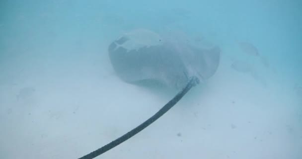 Подводные Скаты Океане Французской Полинезии Мальдивах Высококачественные Кадры — стоковое видео