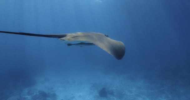 Stingray Balığı Tropikal Mavi Okyanusta Suyun Altında Yüzüyor Yüksek Kalite — Stok video