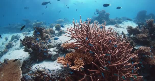 暗礁鱼在马尔代夫的珊瑚礁上游泳 美丽的活珊瑚和许多鱼在清澈的大海中游泳 高质量的4K镜头 — 图库视频影像