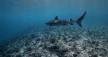 Büyük kaplan köpekbalığı mavi okyanusta yüzüyor. Maldivler 'de kaplan köpekbalıklarıyla dalış. Yüksek kalite 4k görüntü