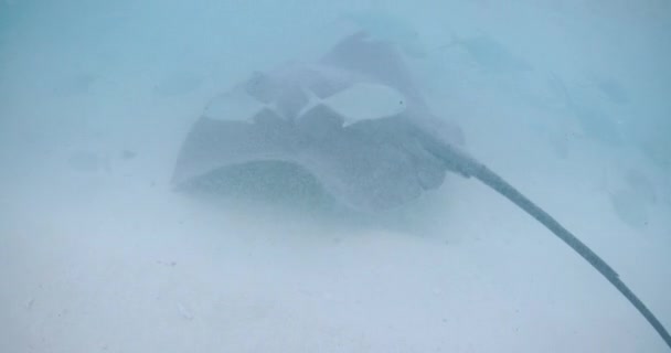 Peixes Arraia Subaquáticos Oceano Polinésia Francesa Maldivas Imagens Alta Qualidade — Vídeo de Stock