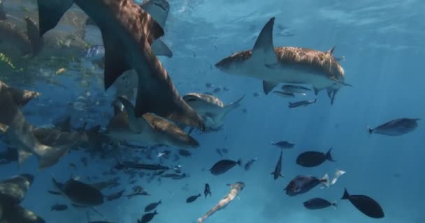 Šnorchlování Tropickými Rybami Žraloky Tropickém Moři Škola Ryb Žraloků Oceánu — Stock video