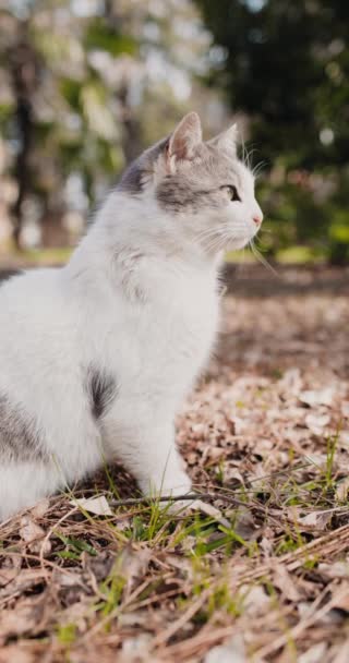 Bicolor Gris Blanco Gato Caminar Parque Esponjoso Gato Jardín Imágenes — Vídeos de Stock