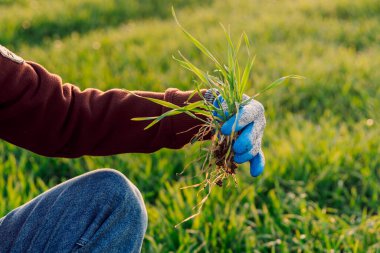Gün batımında tarlada buğday filizleri olan uzman bir çiftçinin eli. İş ya da ekoloji kavramı.