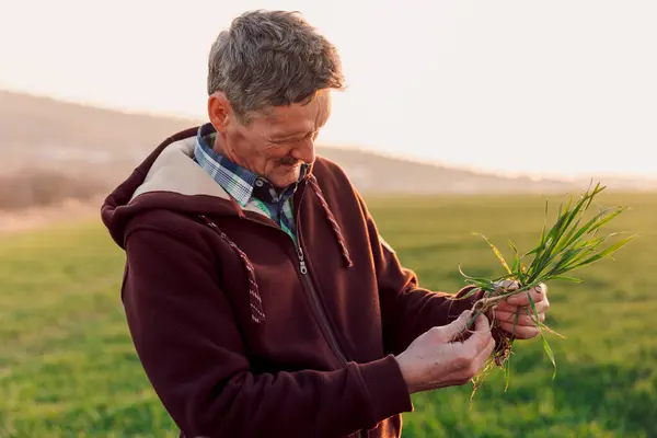 小麦に触れる男性の手はフィールドに芽を出します 植物や植物の種子の成長後に根の健康をチェックする農民の専門家の手 ビジネスやエコロジーの概念 — ストック写真