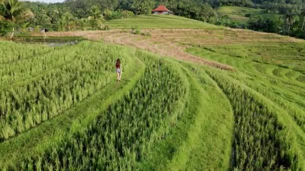 Mulher Andando Terraços Bali Com Luz Solar Manhã Vista Aérea — Vídeo de Stock
