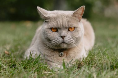 İskoç kedisi arka bahçeye yakın. Gri tüylü kedi kameraya bak.