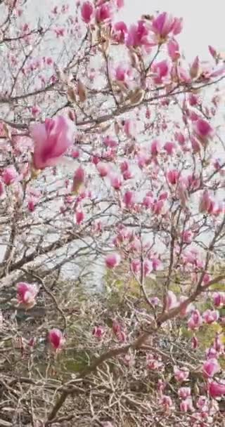 Blooming Saucer Magnolia Com Flores Rosa Imagens Verticais Imagens Alta — Vídeo de Stock