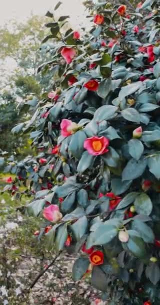 Evergreen Blomstrende Camellia Sasanqua Med Røde Blomster Lodrette Optagelser Høj – Stock-video