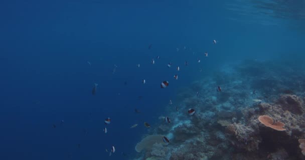 Sekolah Ikan Bergaris Tropis Laut Biru Gerakan Lambat Bawah Air — Stok Video