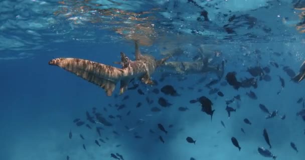 Sestra Žralok Plavání Tropickými Rybami Pod Vodou Modrém Moři Žralok — Stock video