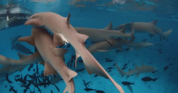 Nahaufnahme Des Ammenhais Mit Tropischen Fischen Unter Wasser Blauen Ozean — Stockvideo