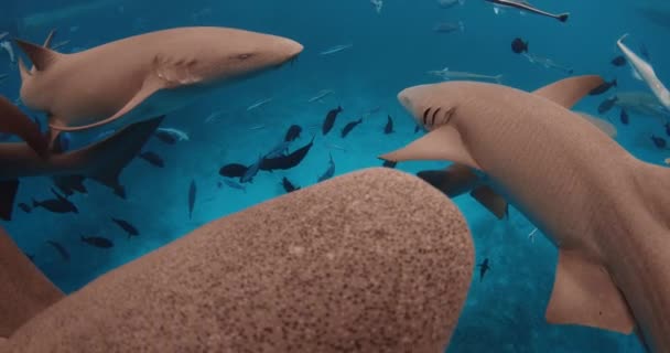 Vue Rapprochée Infirmière Requin Avec Des Poissons Tropicaux Sous Marins — Video
