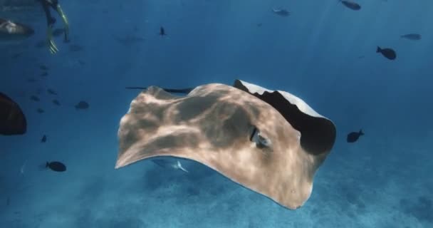 Stingray Onderwater Frans Polynesië Malediven Sting Ray Zwemmen Met Vissen — Stockvideo