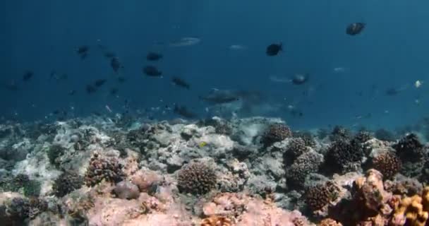 Stora Tigerhajen Simmar Blått Hav Dykning Med Tigerhajar Maldiverna Högkvalitativ — Stockvideo