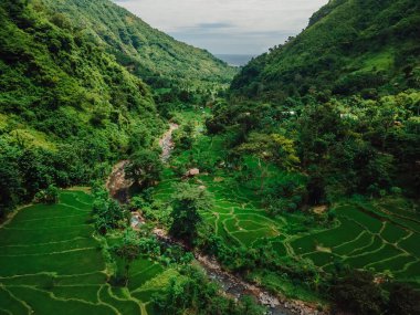 Bali 'deki manzaralı vadideki pirinç teraslarının en üst manzarası. Pirinç tarlaları olan dağ manzarası. Hava görünümü