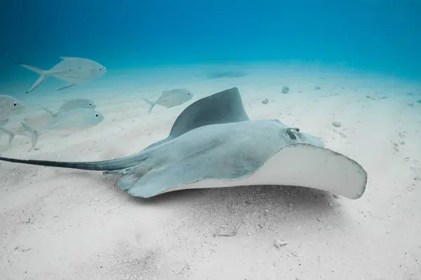 Stingray underwater on sandy sea bottom. Sting ray fish in tropical sea