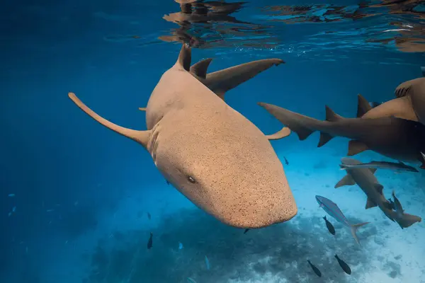 Vue Rapprochée Infirmière Requin Dans Océan Bleu Tropical — Photo