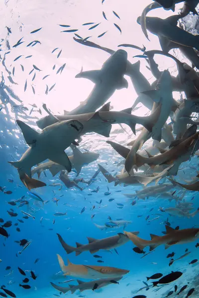Bir Sürü Hemşire Köpekbalığıyla Tropikal Mavi Denizde Yüzmek — Stok fotoğraf