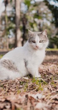 Çift renkli gri ve beyaz kedi parkta yürüyor, tüylü kedi bahçede. Yüksek kalite 4k görüntü