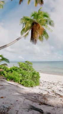 Güneşli bir günde, hindistan cevizi palmiyeli tropik bir sahil. Dikey görünüm. Yüksek kalite 4k görüntü