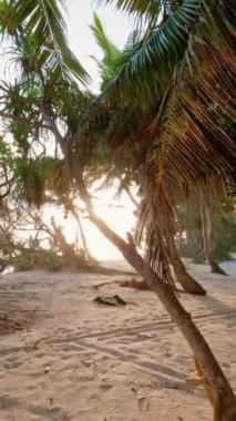 Tropikal kumlu plajda hindistan cevizi palmiyeleri ve sıcak gündoğumuyla ya da okyanusla gün batımıyla birinci şahıs olarak yürüyün. Yüksek kalite 4k görüntü
