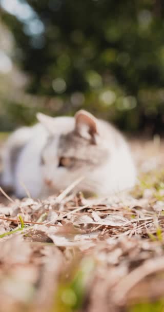 Dwukolorowy Szary Biały Kot Spacer Parku Puszysty Kot Ogrodzie Wysokiej — Wideo stockowe