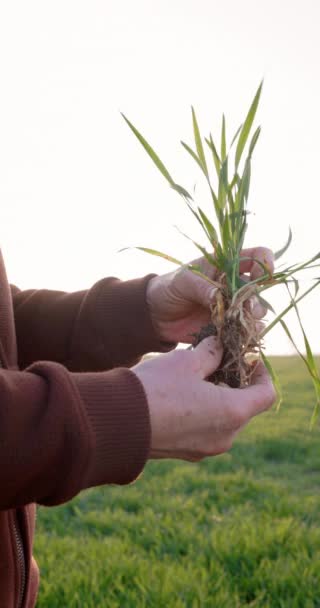 Ruka Zkušeného Zemědělce Který Kontroluje Růstu Zdravotní Stav Kořenů Semeno — Stock video
