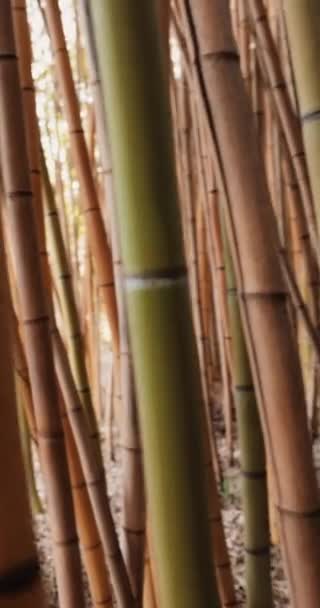 Bambusz Erdő Phyllostachys Vivax Aureocaulis Közelről — Stock videók
