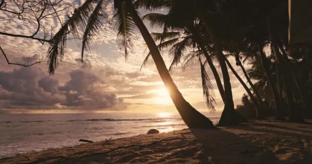 Coqueiros Praia Ondas Oceânicas Seychelles Imagens Verticais Imagens Alta Qualidade — Vídeo de Stock