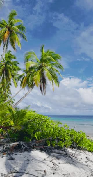 Tropisch Strand Met Kokospalmen Zonnige Dag Verticaal Zicht Hoge Kwaliteit — Stockvideo