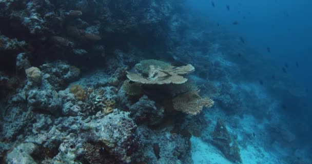 Ύφαλος Κάτω Από Ψάρια Κολυμπάνε Στον Κοραλλιογενή Ύφαλο Στις Μαλδίβες — Αρχείο Βίντεο