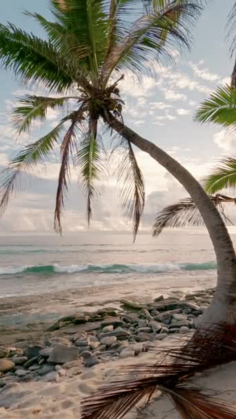 세이셸의 해변과 파도에 코코넛 야자수 영상입니다 고품질 — 비디오